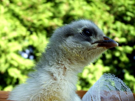 Chicken chicks
