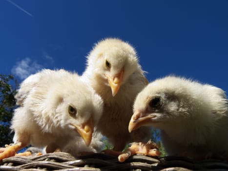 Three cute chicks