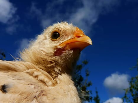 Chicks in front of blue sky