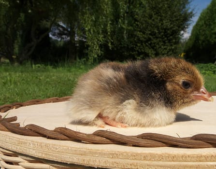 small kueken