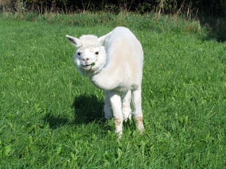 An alpaca in the meadow