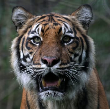 Sumatra Tiger