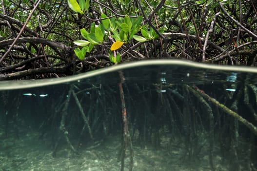 Mangroves
