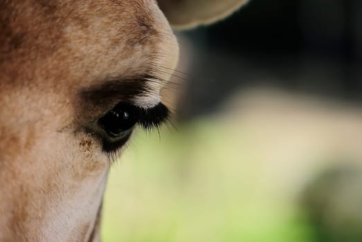 eye of giraffe