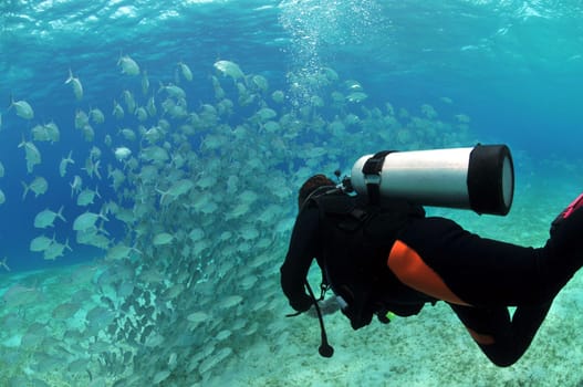Female diver in front of a school of jackfish