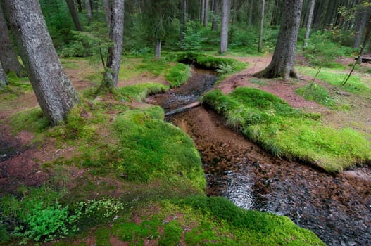 Stream in the forest with moss