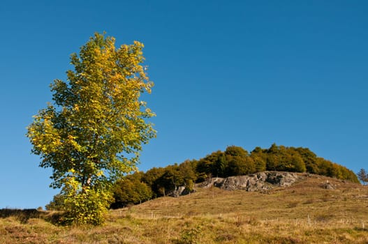 Maple tree in autumn in front of rock face