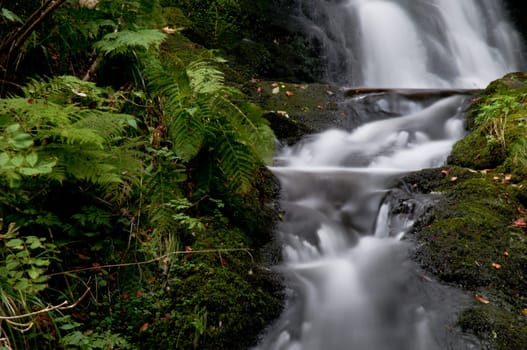 Waterfall with fern and moss