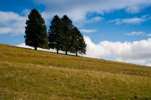 Group of trees with clouds and meadow