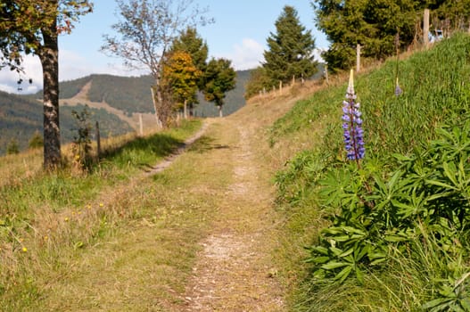 Hiking trail with purple blossom