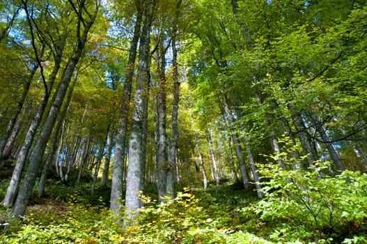 Beech forest in the Black Forest