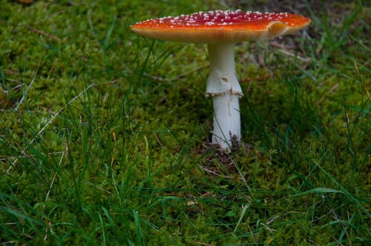 Red toadstool and moss
