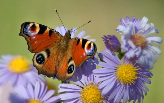 Peacock on asters
