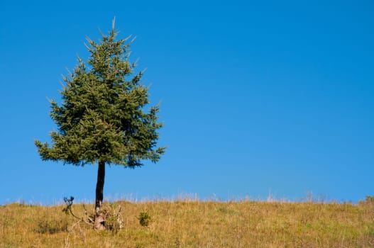 Single conifer and blue sky