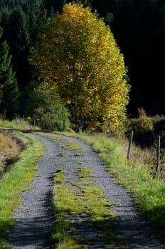 Dirt road and tree in autumn