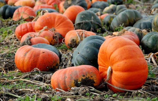 Pumpkin Field