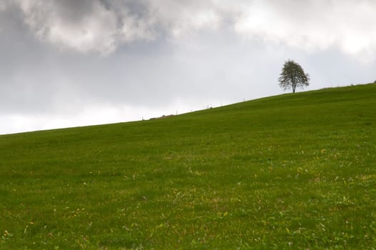 Green meadow with single tree