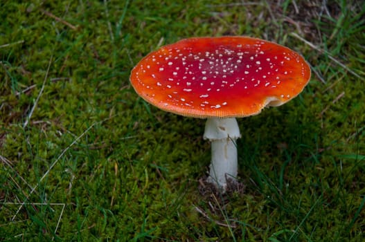 Fly agaric