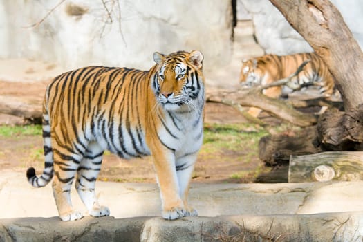 Tiger