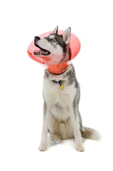 Puppy in e-collar