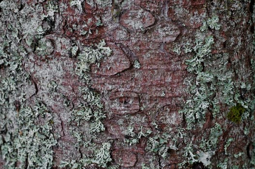 Bark with lichens as background