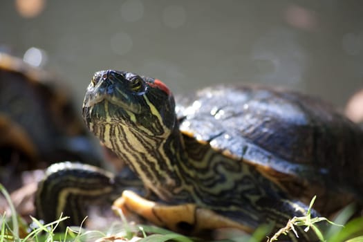 Sea turtle