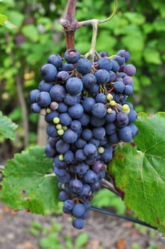 Autumn Grape