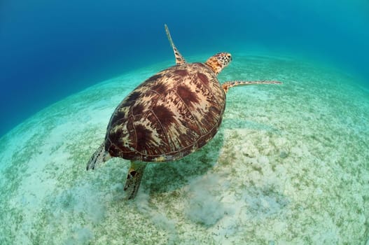 In the world's oceans