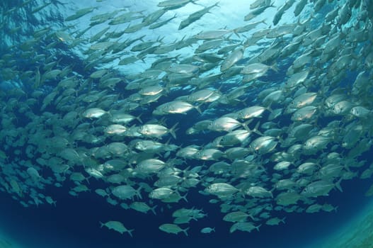 School of mackerel photographed with fisheye