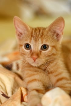 Kitten