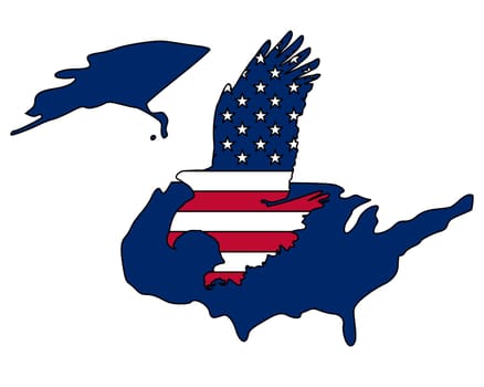 American bald eagle