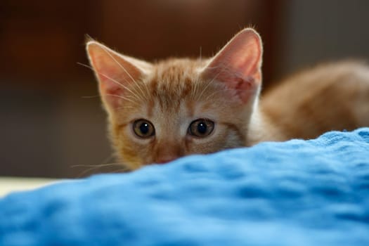 on the lookout