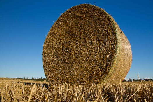 Grain field
