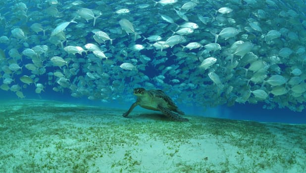 I was lucky that this green sea turtle placed itself right under the school of fish to eat
