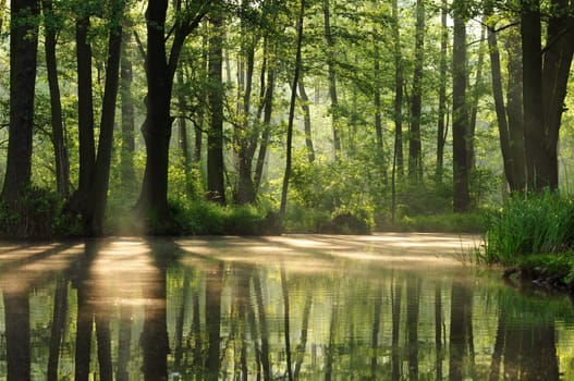 Morning atmosphere in the Spreewald
