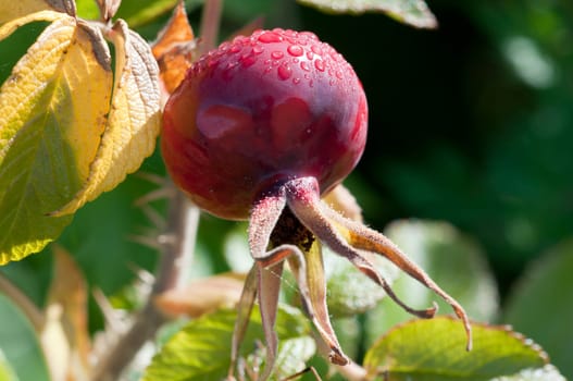 Rosehip - Rosa canina