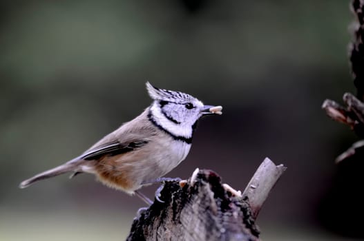 Crested