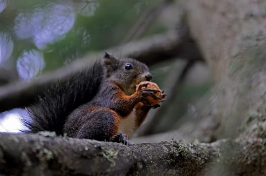 Squirrel IV