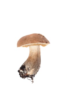 Boletus in studio