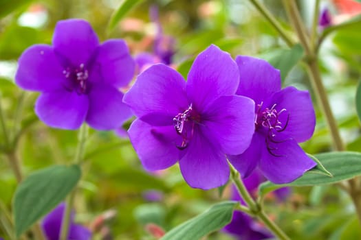 Violet geraniums in the garden