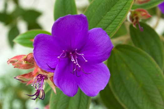 Violet geraniums in the garden