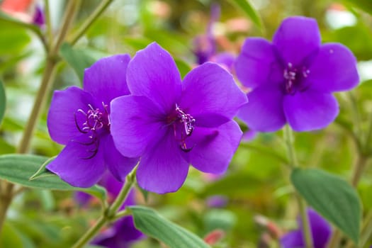 Violet geraniums in the garden