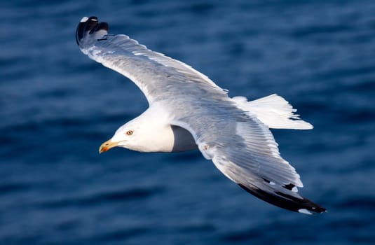 Beautiful white seagull