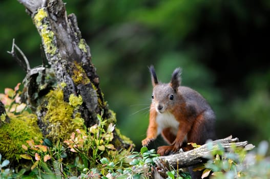 Squirrel II