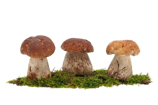 Porcini mushroom on moss