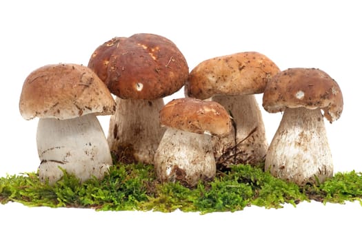 Porcini mushroom on moss