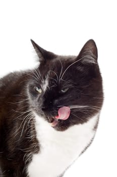 Black cat
