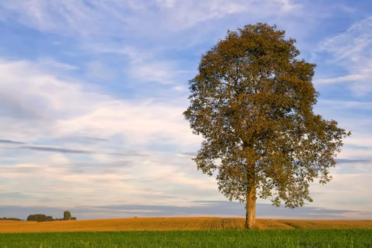 Great elm near Muespach