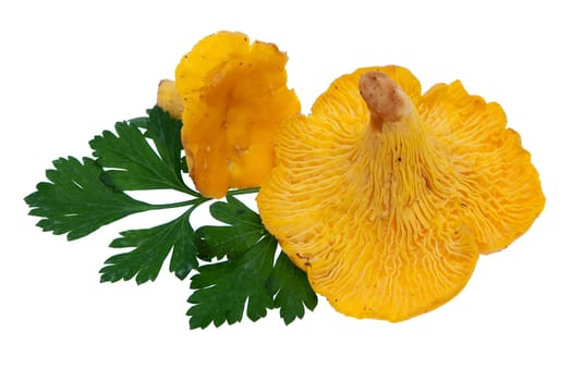 Chanterelle with parsley