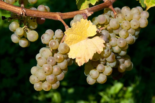 Grapes from Riesling